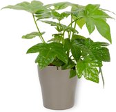 Kamerplant Fatsia Japonica – Vingerplant - ± 25cm hoog – 12 cm diameter - in zilverkleurige pot