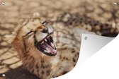 Tuinposter - Tuindoek - Tuinposters buiten - Cheetah - Dier - Close up - 120x80 cm - Tuin