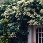 Klimhortensia wit - Winterhard- ↑ 55-65 cm - Pot-Ø 15 cm