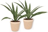 2x Kamerplant Dracaena Warnecki - ± 20cm hoog – 12cm diameter - in beige mand met witte rand