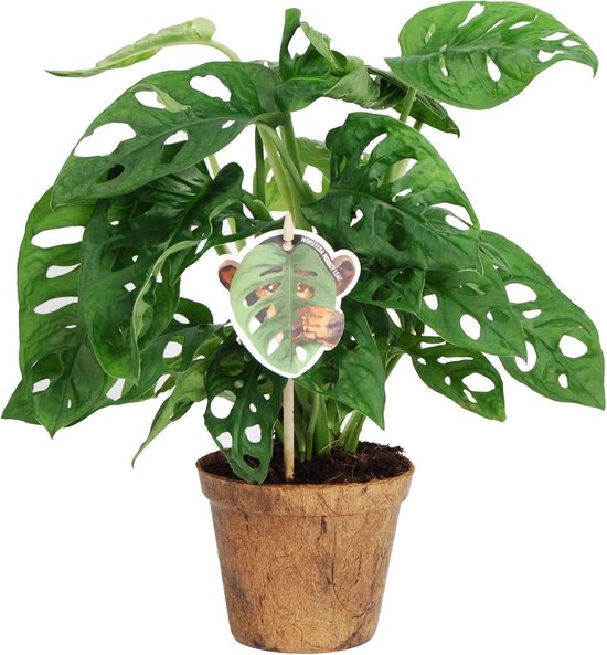 Troosteloos radar doneren Monstera plant | Gatenplant | Mooie kleine kamerplant voor in huis |  Makkelijk te... | bol.com