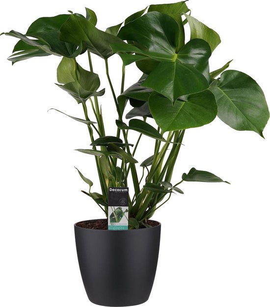 Sluier ras veeg Monstera Plant incl. mooie design pot | Plant van nieuwe energie en om  een... | bol.com