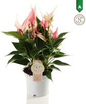 FloriaFor - Anthurium Lilli - - ↨ 40cm - ⌀ 12cm