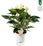 FloriaFor - Anthurium White Champion - - ↨ 40cm - ⌀ 12cm