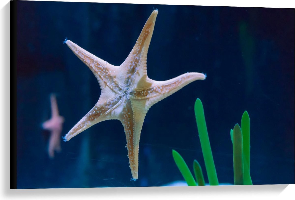 Canvas - Zeester in Aquarium - 90x60cm Foto op Canvas Schilderij (Wanddecoratie op Canvas)