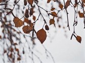 Nederlandse fotografen: herfst klein door J.C. Moyer op canvas, formaat is 45x100 CM