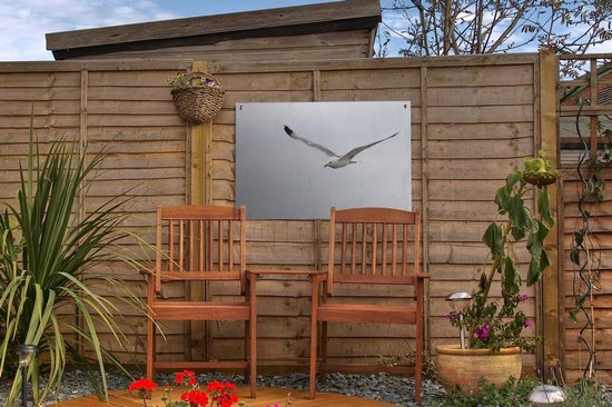 Tuinposter 60x40 cm - Tuindecoratie Pontische meeuw tijdens de vlucht - Poster voor in de tuin - Buiten decoratie - Schutting tuinschilderij - Tuindoek muurdecoratie - Wanddecoratie balkondoek