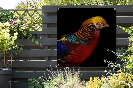Affiche de jardin Faisan doré sur fond noir Toile en vrac 100x100 cm - Toile de jardin / Toile d'extérieur / Peintures d'extérieur (décoration de jardin)
