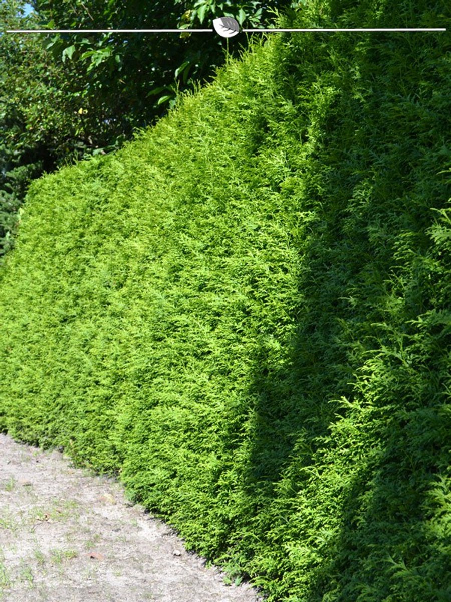 Westerse Levensboom Thuja Brabant 80-100 cm, 12x Haagplant