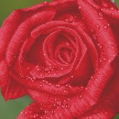 DDK5.039 Diamond Dotz® - Diamond painting volwassenen - Diamond painting met lijst - Bloemen - Roos met regendruppels 30.50 x 30.50cm - Ronde steentjes - Volledig pakket
