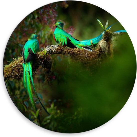 Dibond Wandcirkel - Groene Sierlijke Vogeltjes in Bloementak - 50x50cm Foto op Aluminium Wandcirkel (met ophangsysteem)