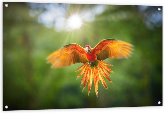 Tuinposter – Vliegende Papegaai met Zonnetje in de Achtergrond - 120x80cm Foto op Tuinposter  (wanddecoratie voor buiten en binnen)