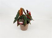 "Kamerplant van Botanicly – Stippenbegonia – Hoogte: 35 cm – Begonia Maculata ""wightii"""