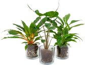 Kamerplanten van Botanicly – 3 × Alocasia, Graslelie, Lepelplant in Glas pot als set – Hoogte: 40 cm