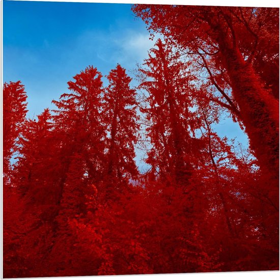 Forex - Rode Bomen in de Blauwe Lucht - 80x80cm Foto op Forex