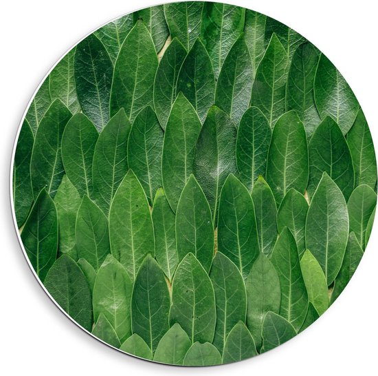 Forex Wandcirkel - Groene Bladeren - 40x40cm Foto op Wandcirkel (met ophangsysteem)