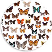Forex Wandcirkel - Verschillende Soorten Vlinders - 30x30cm Foto op Wandcirkel (met ophangsysteem)