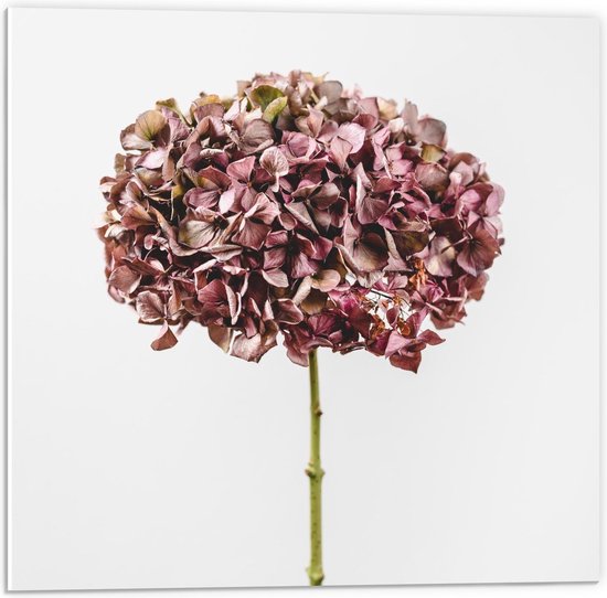 Forex - Roze Bloem  - 50x50cm Foto op Forex