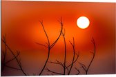 Dibond - Takken met Oranje Lucht - 90x60cm Foto op Aluminium (Wanddecoratie van metaal)