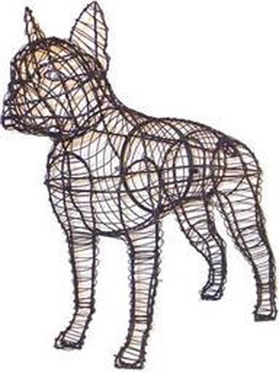 Hond Boston Terrier - Frame