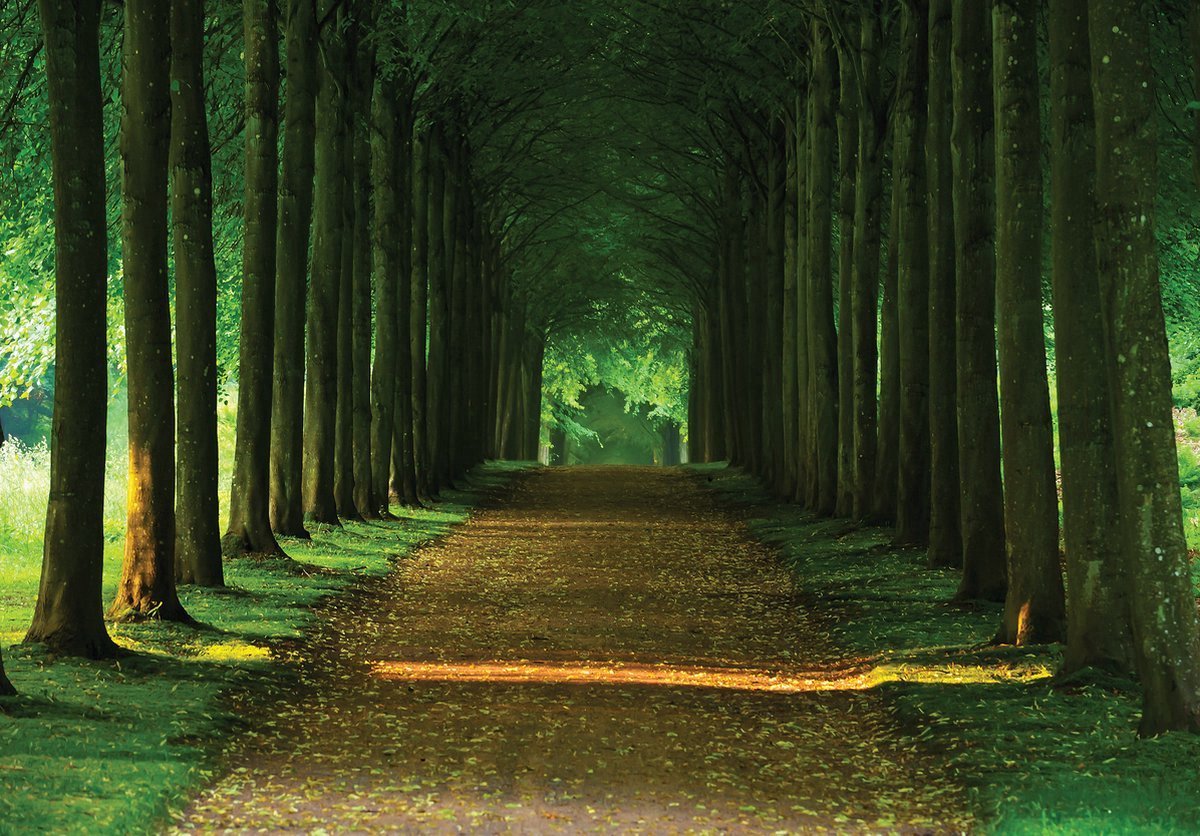 Fotobehang - Vlies Behang - Bospad - Tunnel van Bomen - 3D - 416 x 254 cm