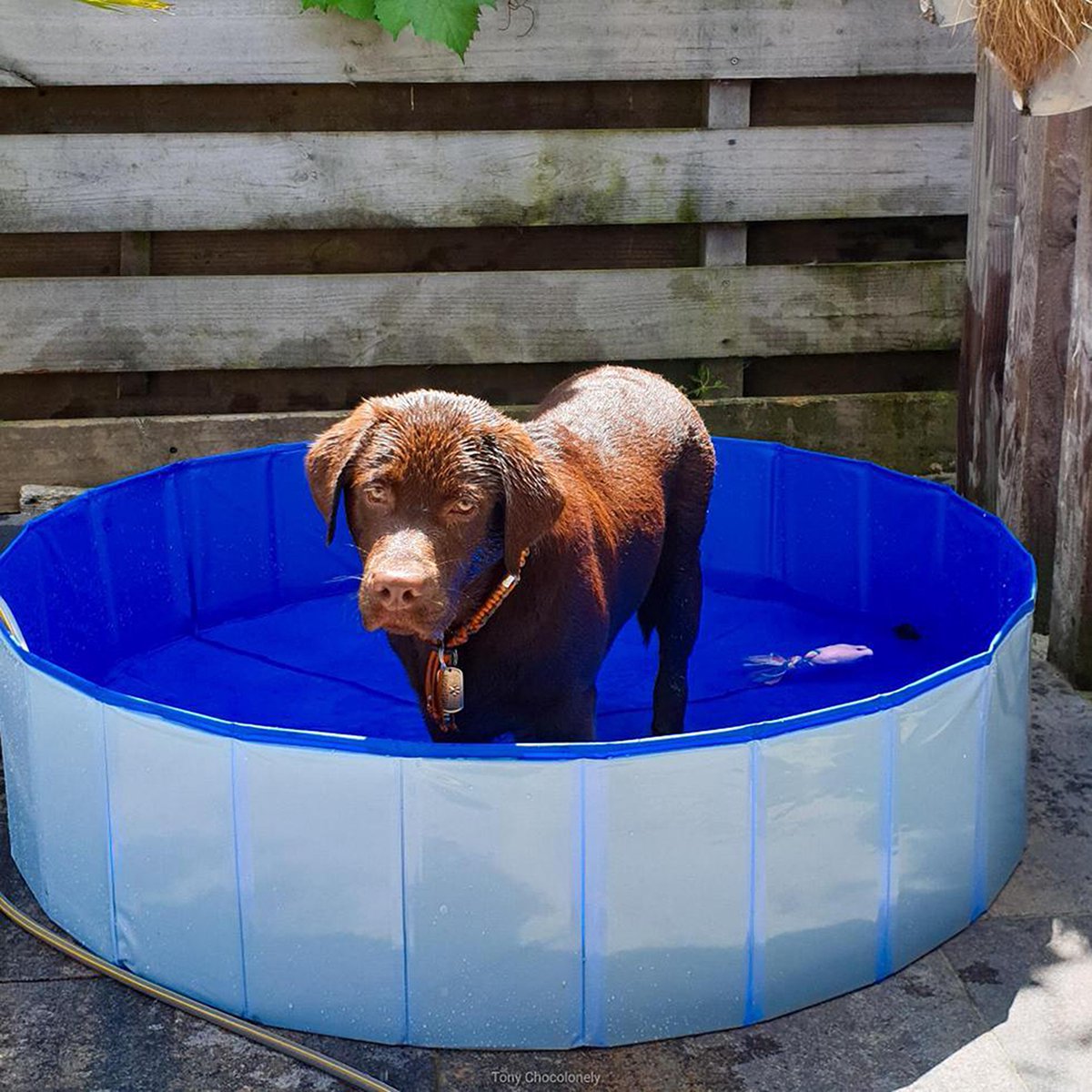 Trixie - Piscine Bleu pour Chien - 160 × 30 cm