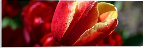 Acrylglas - Rood met Gele Tulp met Rode Bloemen Achtergrond - 60x20 cm Foto op Acrylglas (Met Ophangsysteem)