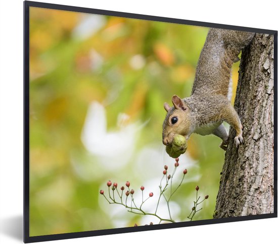 Photo encadrée - Ecureuil gris en automne cadre photo noir sans passe-partout 40x30 cm - Affiche encadrée (Décoration murale salon / chambre)