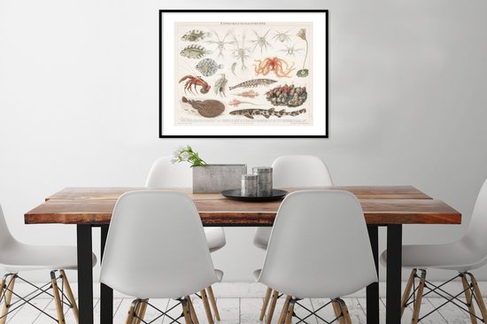 Affiche avec cadre Animaux aquatiques marins - Vintage - dessin - 80x60 cm