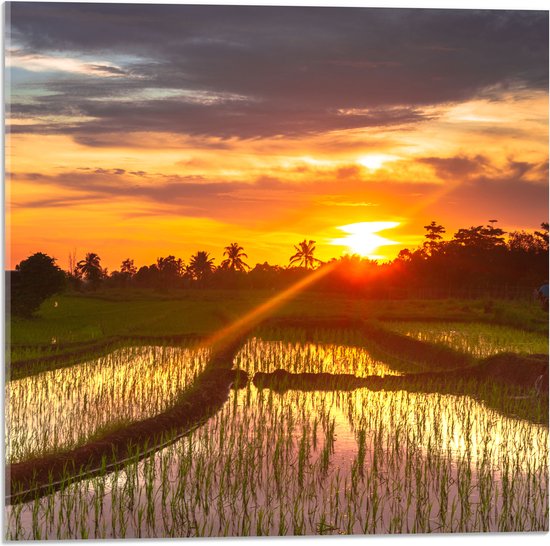 Acrylglas - Zonsondergang bij de Rijstvelden in Indonesië - 50x50 cm Foto op Acrylglas (Met Ophangsysteem)