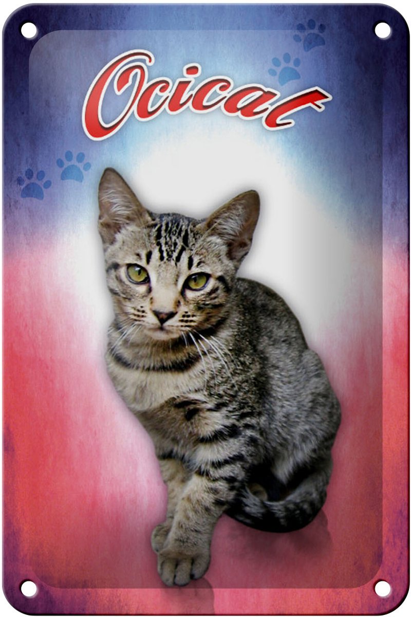 Blechschild Katze 18x12cm Ocicat Wanddeko