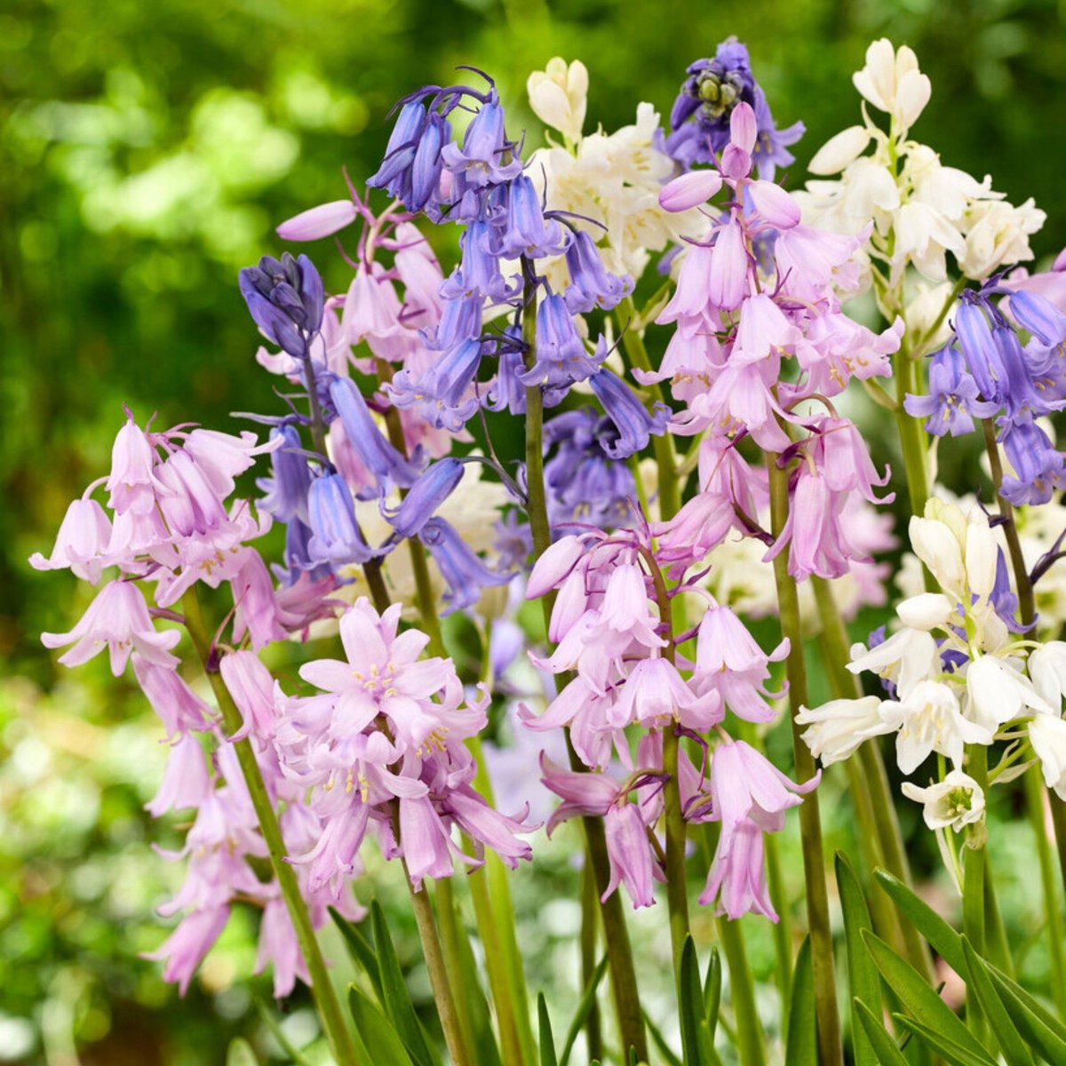 Spaanse boshyacinten mix – Scilla campanulata - Bijen-Vlinders - Snijbloemen - Geurend - Voorjaarsbollen - bloeit in April / Mei