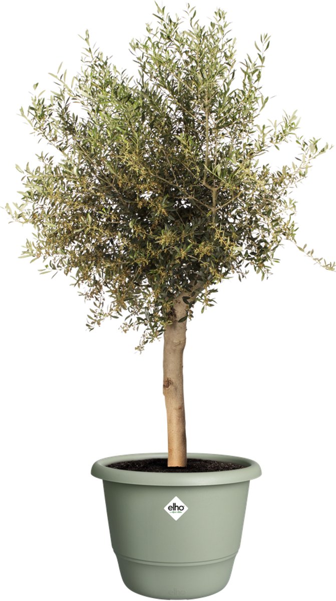 Elho Amiga Rond 55 - Grand pot de fleurs pour intérieur et extérieur