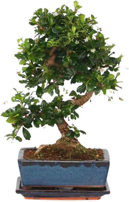 Plante en Boite - Carmona microphylla - Hauteur 20-30cm - Fukien Bonsai S-Arbre en forme - Pot 20cm
