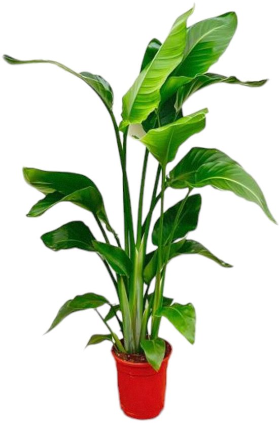 Strelitzia indoor - 80-100 cm Kamerplant met tropische uitstraling ø17