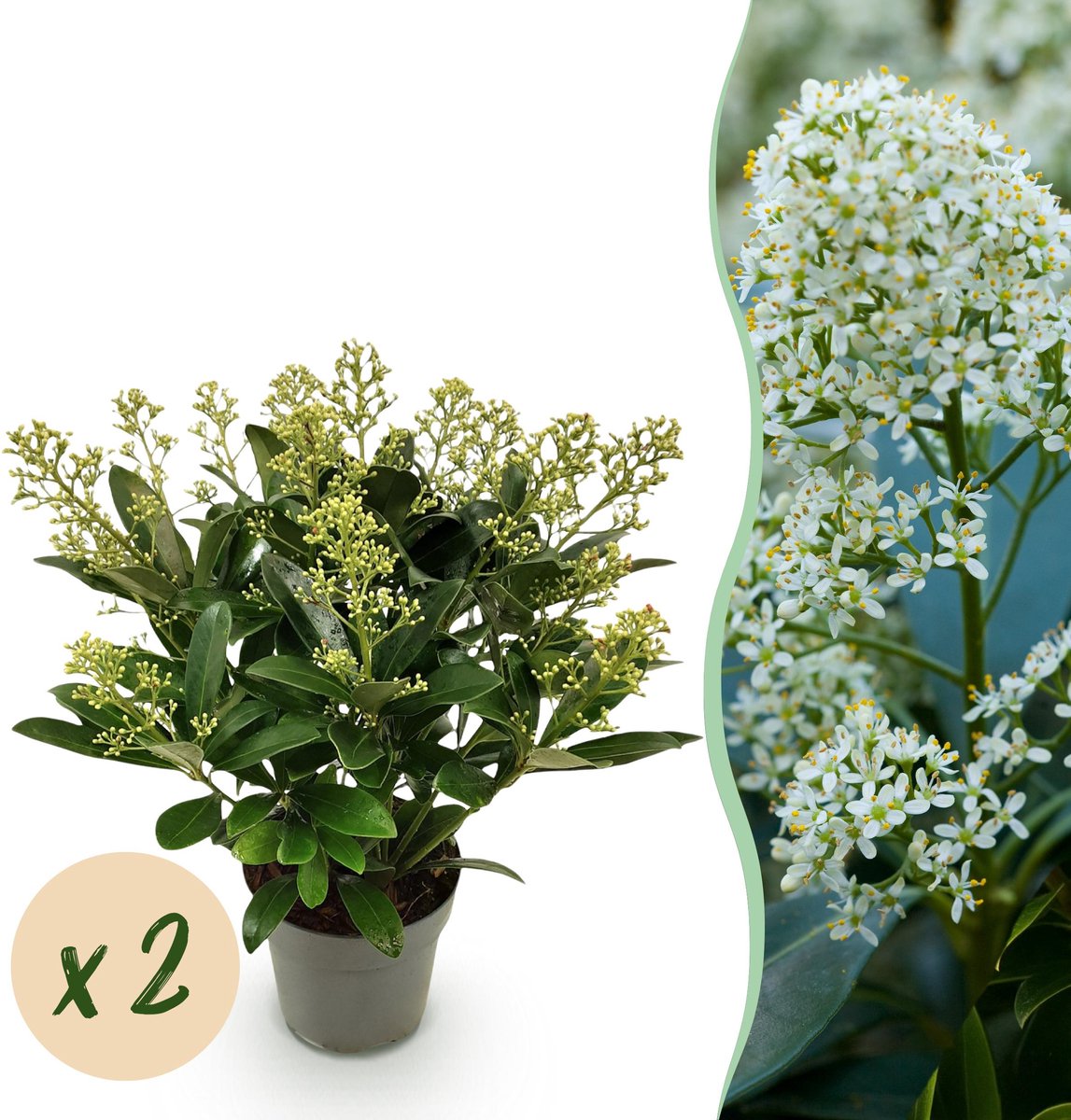 Plantenboetiek.nl | Skimmia japonica Finchy - Bloem Wit - 15+ Bloemen - 2 Planten - Winterhard - Ø15cm - 30cm hoog - Tuinplant