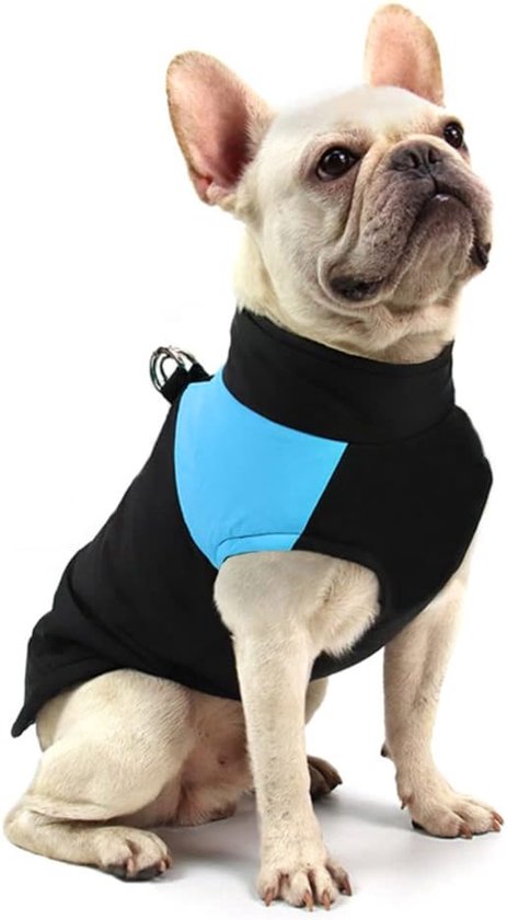Franse bulldog in een zwarte en blauwe hondentrui met een hoge kraag.