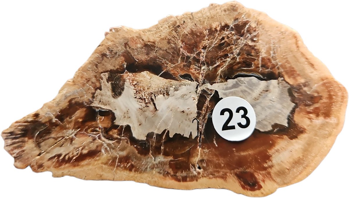 Versteend hout schijfje 6-9 cm mega Bol DEAL