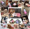 Collage van honden in roze gebreide truien met aardbeienprint.