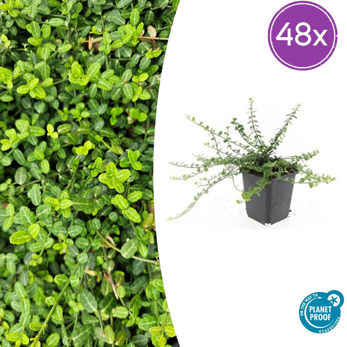Trendyplants - Euonymus fortunei 'Minimus' - 48 stuks - Kardinaalshoed - Winterhard - Hoogte 10-30 cm - Potmaat Ø9cm