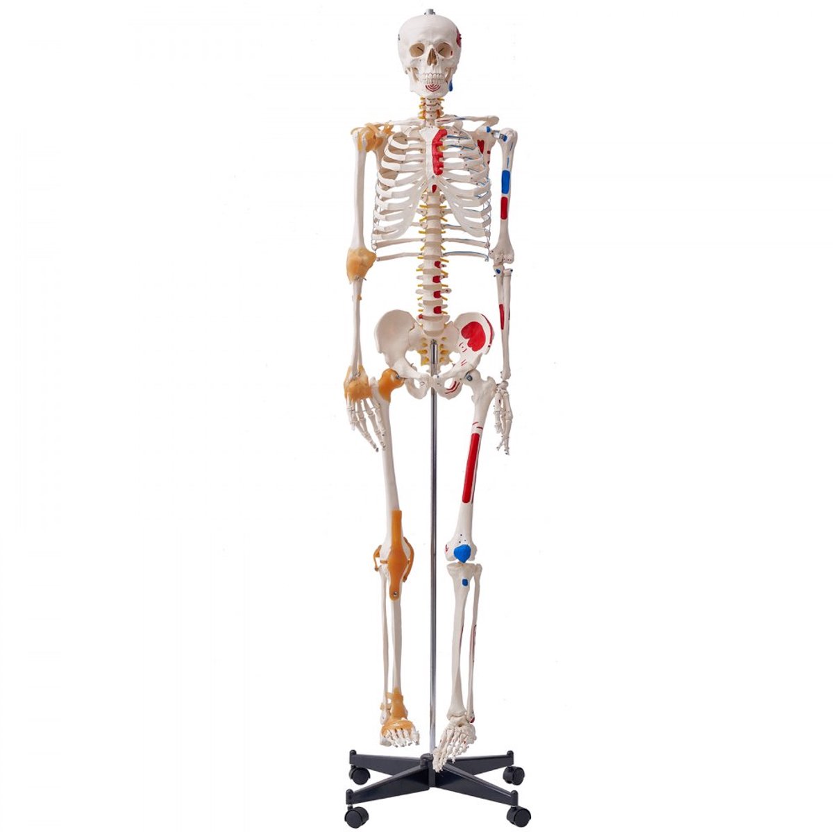 Menselijk skelet model - Anatomiemodel Levensgroot 182 cm - PVC - Met ligamenten - Beweegbare armen, benen en kaak - Spieroorsprong en aanhechtingspunten