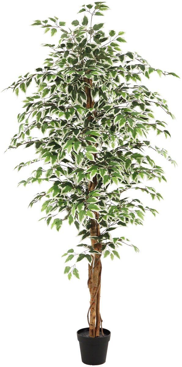 NeverLeafs Kunstplant Ficus groen - 180 cm
