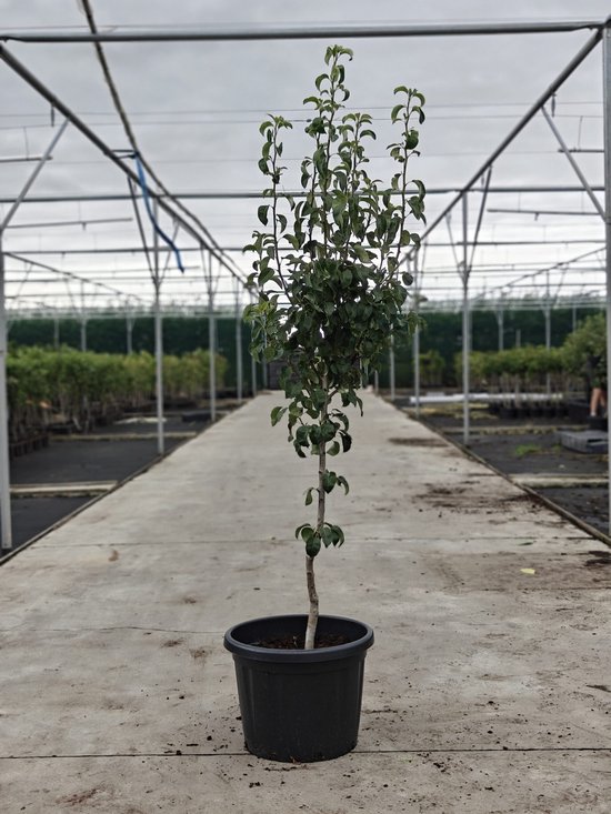 Jonge perenboom in een zwarte pot, in een kas met lange betonnen paden.