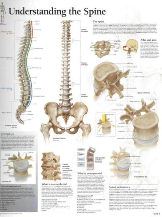 Foto: Understanding the spine laminated poster