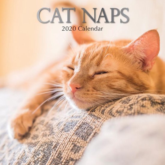 Dieren kalender 2020 katten/poezen dutjes Maandkalenders