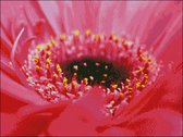 Borduurpatroon Roze Gerbera Close-up