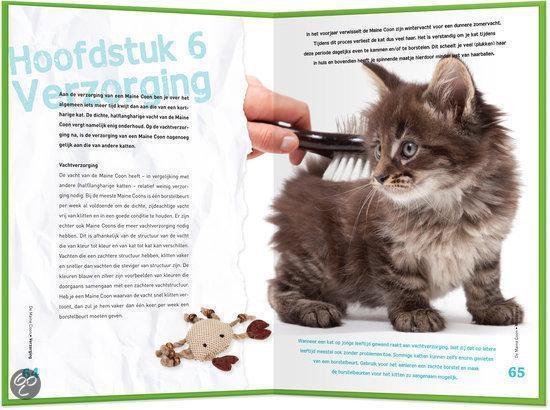 Een klein, donker gestreept Maine Coon kitten wordt geborsteld, met de tekst 'Hoofdstuk 6' en 'Vachtverzorging'.