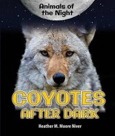 Coyotes After Dark