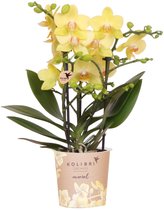 Kolibri Orchids | gele Phalaenopsis orchidee - Albenga - potmaat Ø9cm | bloeiende kamerplant - vers van de kweker