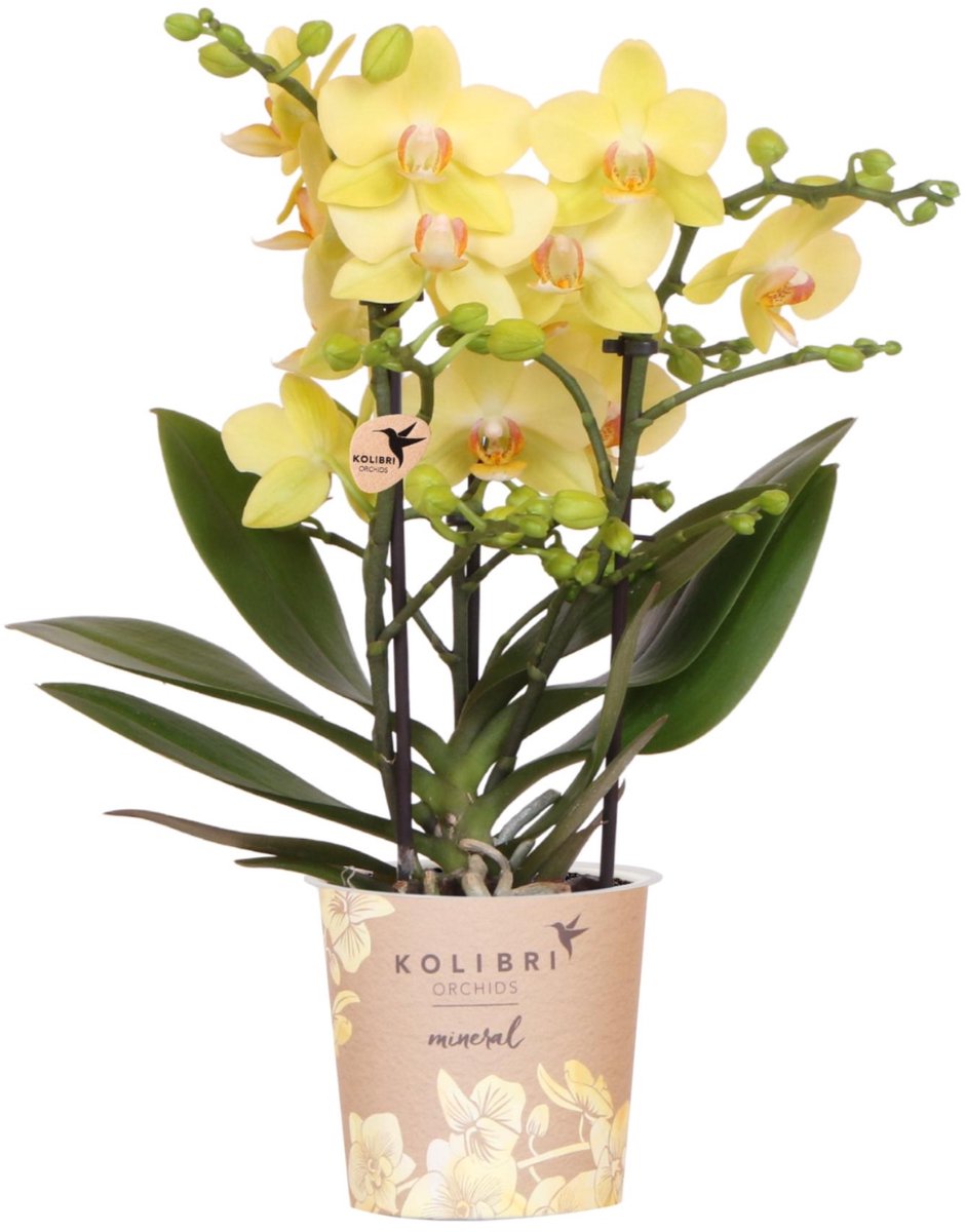 Kolibri Orchids | gele Phalaenopsis orchidee - Albenga - potmaat Ø9cm | bloeiende kamerplant - vers van de kweker